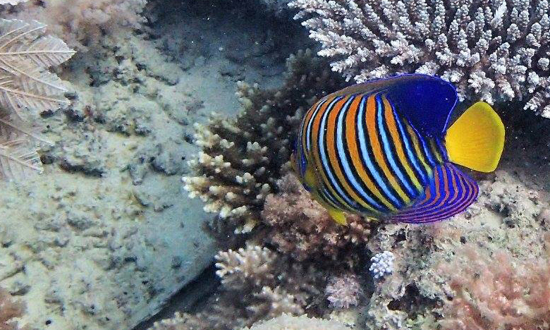 Ondernemers retraite Zanzibar - snorkelen zanzibar 1200x720